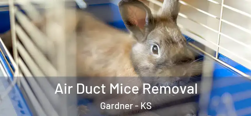 Air Duct Mice Removal Gardner - KS